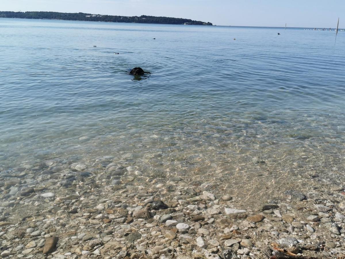 Mirta Deluxe: Seaside Serenity Novigrad (Istria)